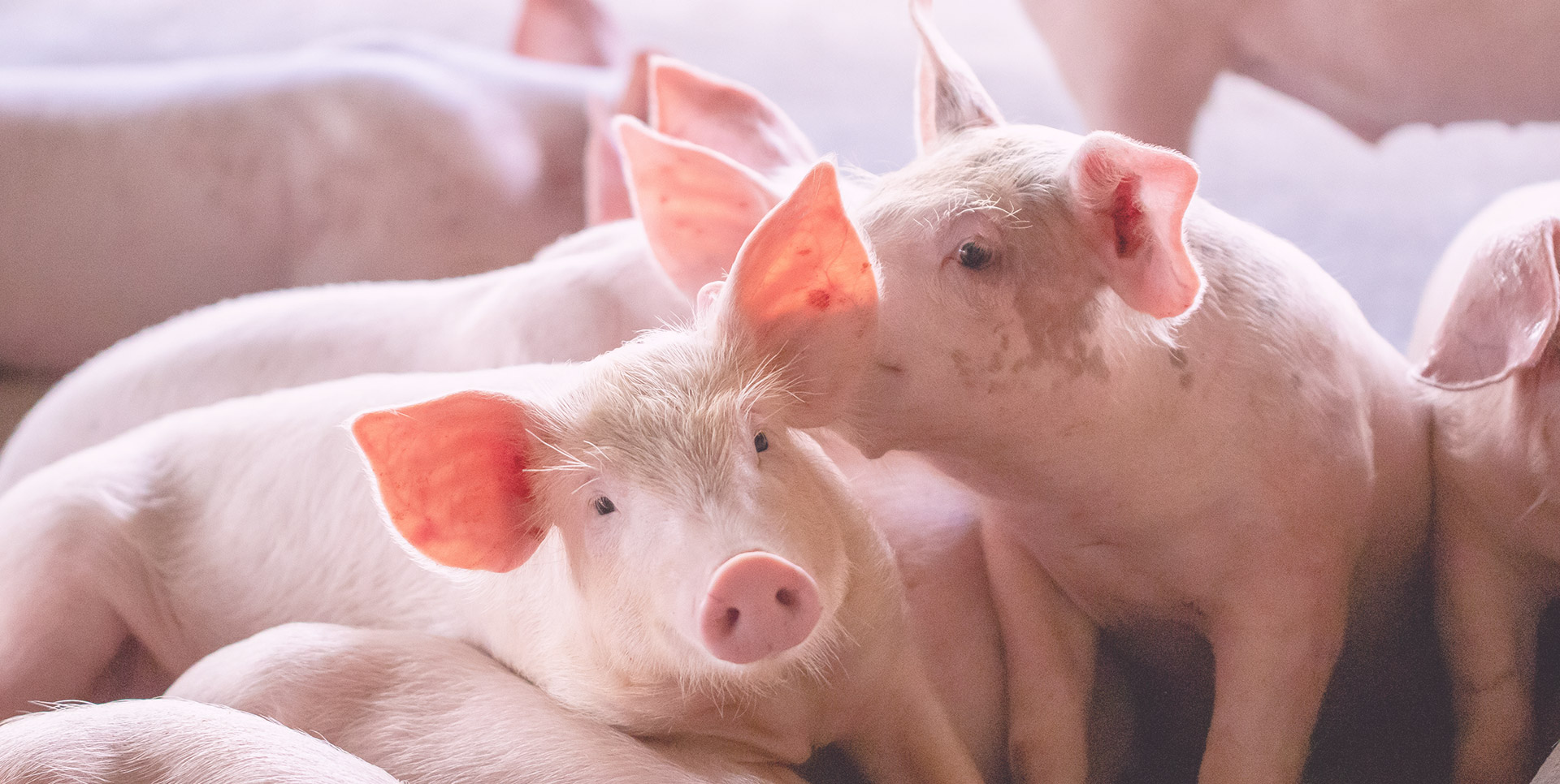 Le bien-être et la protection des porcs  Ministère de l'Agriculture et de  la Souveraineté alimentaire